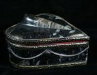 Heart Shaped Fossil Orthoceras Jewelry Box #4879-4